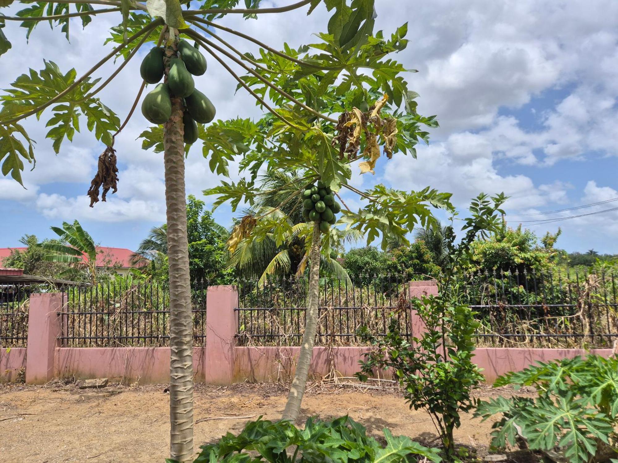 Chander'S Villa Paramaribo Eksteriør bilde